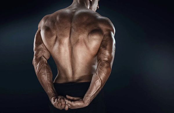 back-muscles Упражнения для спины без тренажеров