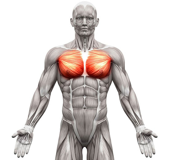 anatomy Анатомия. Грудная клетка