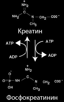 creatine-creatinine креатин