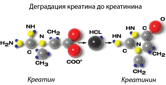reaction_of_degradation деградация креатина