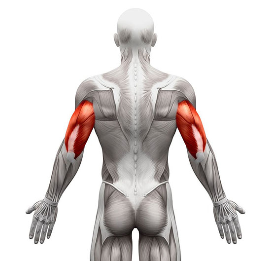 anatomy2 Анатомия, трицепсы