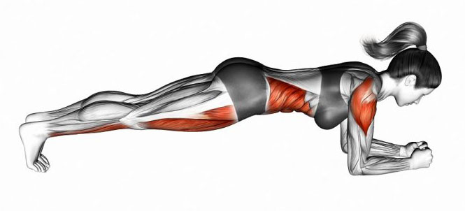 plank-muscles. Как работают мышцы в планке