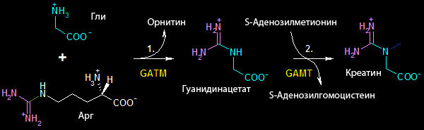 CreatineSynthesis синтез креатина